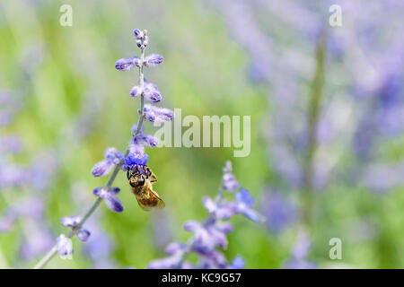 Close-up of bee debout à l'envers et la collecte du pollen de fleurs de sauge russe ou perovskia atriplicifolia Banque D'Images