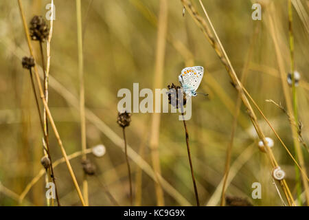 Close-up of zephyr blue butterfly complexes ou plebejus pylaon perché sur plante sèche entourée d'herbe de blé et d'escargots Banque D'Images