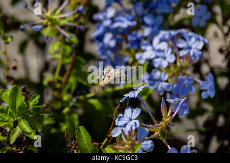 Close-up de colibri macroglossum stellatarum hawk moth ou venant butiner fleur bleue Banque D'Images