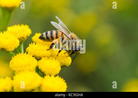 Close-up de l'abeille Apis mellifera ou sac de pollen avec la collecte du pollen de fleur jaune Banque D'Images