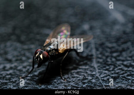 Extreme close-up de mouche ordinaire sur la surface noire Banque D'Images