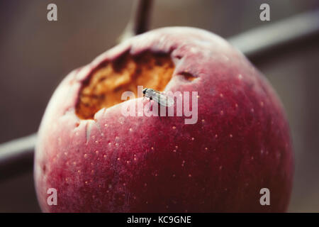 Close-up of fly sur pomme pourrie au cours de l'automne Banque D'Images