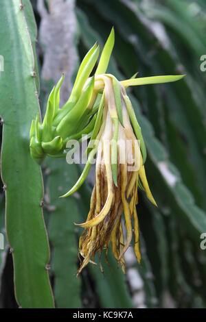 Pitahayas - Drachenfrucht - Anbau Ernte au vietnam Banque D'Images