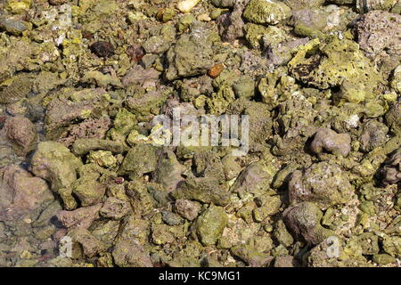 Abstract background image de coraux morts dans un bassin de marée avec lumière naturelle Banque D'Images
