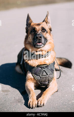 Brown de berger allemand chien loup d'Alsace en portant des vêtements spéciaux de formation et assis sur route en journée ensoleillée Banque D'Images