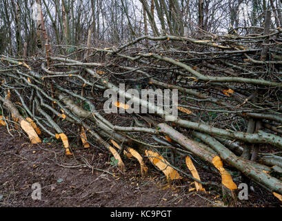 Aubépine nouvellement posées à côté de couverture A5 à l'est de Betws-Y-coed. Les jeunes arbres plantés après amélioration de la route et mis en couverture pour la première fois. Banque D'Images