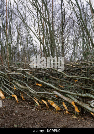 Aubépine nouvellement posées à côté de couverture A5 à l'est de Betws-Y-coed. Les jeunes arbres plantés après amélioration de la route et mis en couverture pour la première fois. Banque D'Images