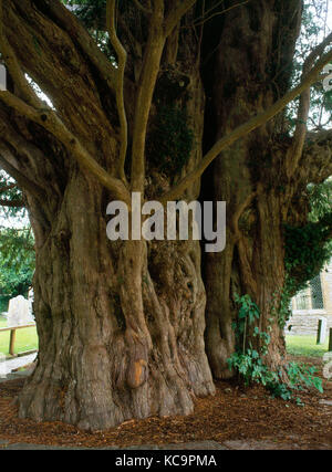 Cimetière de l'ancien arbre d'if, Compton Dundon, Somerset, Angleterre. Estimée à 1700 ans, avec une circonférence de 23ft. Creuse maintenant. Banque D'Images