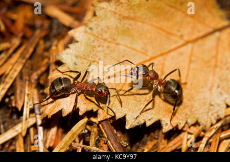 Deux rouges les fourmis des bois sur une feuille marron Banque D'Images