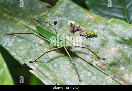 Leaf imiter katydid dans Arenal Costa Rica Rainforest Banque D'Images