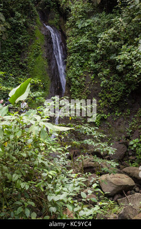 En cascade des ponts suspendus Mistico Park Costa Rica Banque D'Images