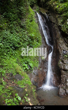 En cascade des ponts suspendus Mistico Park Costa Rica Banque D'Images