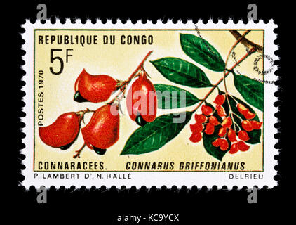 Timbre-poste de la République populaire du Congo représentant Connarus et fruits (griffonianus Connarus) Banque D'Images