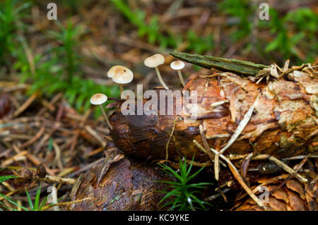 Baeospora myosura abete (caps) habite le cône d'un Epicéa Banque D'Images