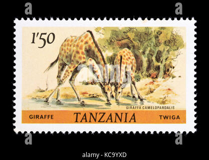 Timbre de Tanzanie représentant une Girafe (Giraffa camelopardalis) Banque D'Images