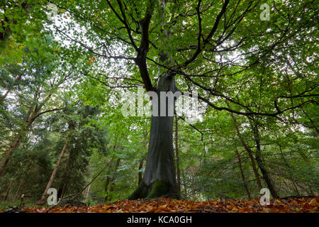 Hêtre européen géant dans une forêt Banque D'Images