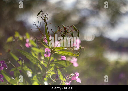 Impatiens glandulifera, beaucoup de fleurs avec des branches Banque D'Images