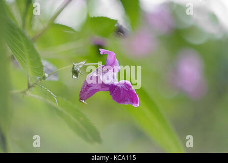 Impatiens glandulifera, fleur simple avec fond vert Banque D'Images