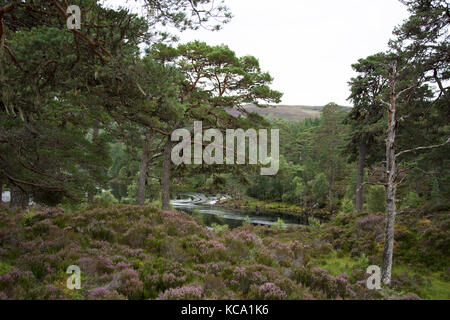 Bougrettes d'eau sur la rivière Banque D'Images