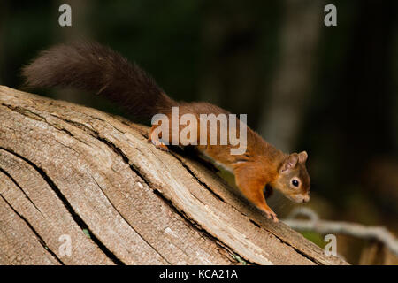 L'Écureuil roux (Sciurus vulgaris) dans le magnifique cadre naturel, l'île de Brownsea, Poole, UK Banque D'Images