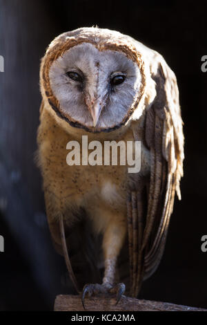 Cendré face des clochers (Tyto glaucops) perché looking at camera (Captive, UK) Banque D'Images