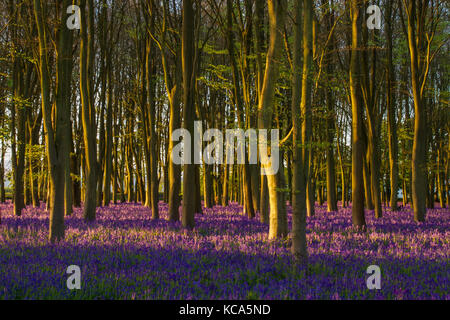 Bluebells au lever du soleil dans l'Oxfordshire, Badbury ancienne bois massif, Oxfordshire, UK Banque D'Images