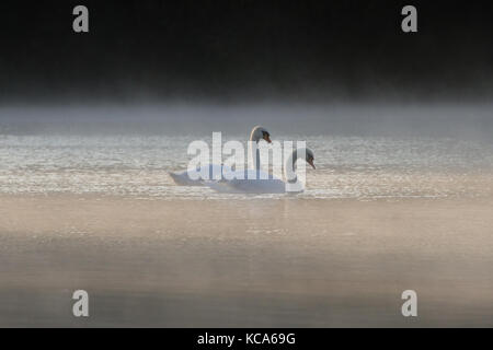 Une paire de cygnes tuberculés (Cygnus olor) sur un lac à l'aube brumeuse Banque D'Images