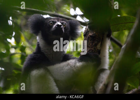L'Indri Indri Lemur reposant à l'ombre des arbres, parc national Parc Mantadia- Andasibe, Madagascar, 2017 Banque D'Images