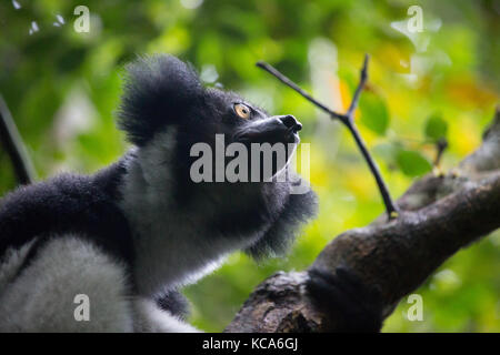 L'Indri Indri Lemur reposant à l'ombre des arbres, parc national Parc Mantadia- Andasibe, Madagascar, 2017 Banque D'Images