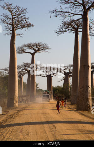 Viligers locaux marcher le long chemin de terre de baobab avenue, Menabe, Madagascar, 2017 Banque D'Images