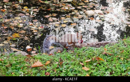 Oxford, UK. 3ème oct 2017. un écureuil gris s'enfuit avec un conker dans sa bouche pendant l'automne chaud météo à Oxford aujourd'hui crédit : Simon dack/Alamy live news Banque D'Images