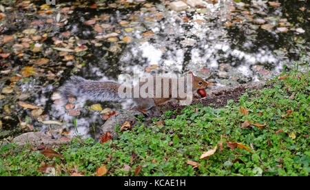 Oxford, UK. 3ème oct 2017. un écureuil gris s'enfuit avec un conker dans sa bouche pendant l'automne chaud météo à Oxford aujourd'hui crédit : Simon dack/Alamy live news Banque D'Images