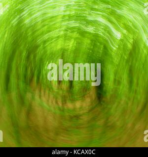 Forêt de flou artistique en arrière-plan du cercle. floue et de couleurs vert frais ciblées en forêt, feuilles d'oranger sur chemin. effet flou hypnotique. Banque D'Images
