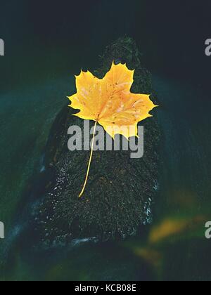 Feuille d'érable jaune sur la pierre dans des rapides. feuilles tombées pris sur des pierres dans l'eau avec des algues vertes. Banque D'Images