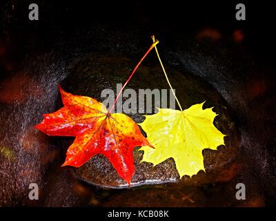 Deux couleurs orange rouge vif. feuille d'automne feuille d'érable tombé dans l'eau. leaf pris sur la pierre moussue à l'eau froide du ruisseau de montagne Banque D'Images