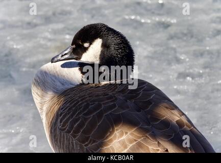 Photo avec une bernache du Canada dormir sur la glace Banque D'Images