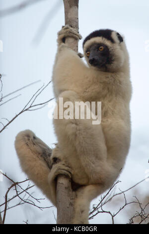 Lémurien Propithèque de verreaux à chercher de la nourriture dans les arbres, forêt de Kirindy, Madagascar, 2017 Banque D'Images