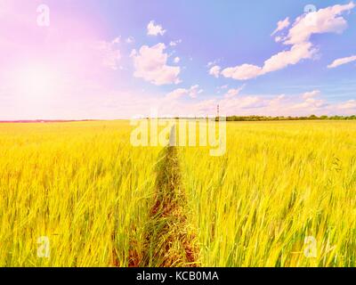 Les jeunes de l'orge verte corns growing in field, de la lumière à l'horizon. bien au-dessus de l'horizon sur une glaçure young barley field Banque D'Images