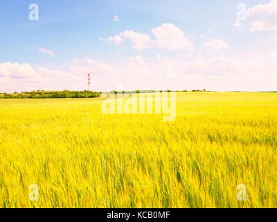 Les jeunes de l'orge verte corns growing in field, de la lumière à l'horizon. bien au-dessus de l'horizon sur une glaçure young barley field Banque D'Images