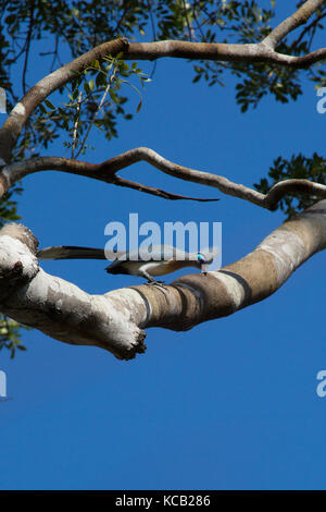 Crested Coua perché sur branche d'arbre contre le ciel bleu, la réserve forestière de Kirindy, Madagascar, 2017 Banque D'Images