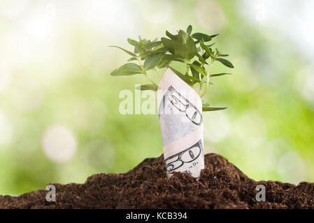 Les gaulis enveloppé dans du sol de plus en plus d'un dollar Banque D'Images