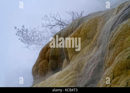 Terrasses inférieures de Mammoth Hot Springs dans le brouillard pendant l'hiver, parc national de Yellowstone Banque D'Images