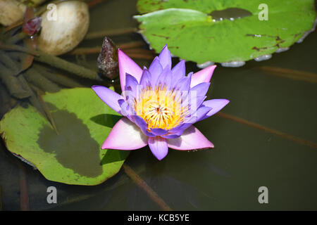 Violet ou bleu magnifique fleur de lotus en pleine floraison avec étang de jardin arrière-plan. Banque D'Images