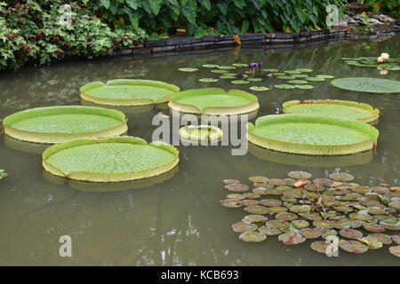 Nénuphars géants victoria amazonica ou sur un étang de jardin. Banque D'Images