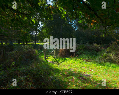 Passerelle et chemin à travers Beeches Felbrigg Great Wood Norfolk Royaume-Uni Début octobre Banque D'Images