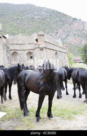 Les chevaux de Mérens en passant par Villefranche-de-Conflent, sur le chemin de l'estive Banque D'Images