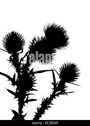 Chardon-Marie Cirsium vulgare ou chardon-Marie, ou chardon-Marie en silhouette Banque D'Images