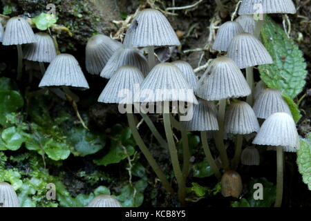 Nouvelle-zélande champignons bush Banque D'Images