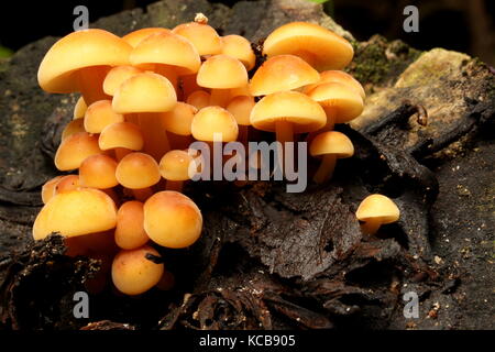 Nouvelle-zélande champignons bush Banque D'Images