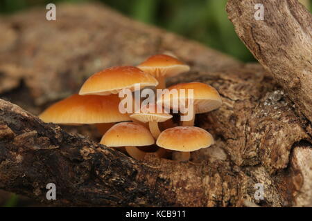 Nouvelle-zélande champignons bush Banque D'Images